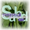 こんな野菜を作っています