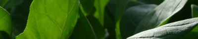 ほうれん草