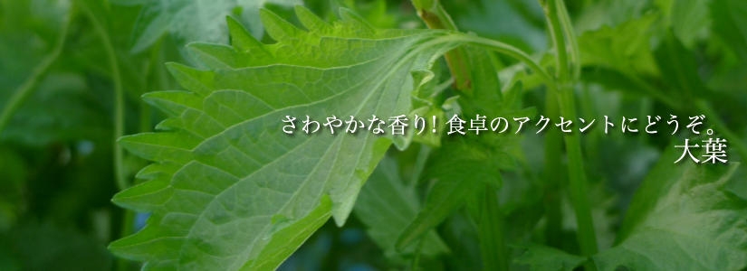大葉 (シソ) さわやかな香り! 食卓のアクセントにどうぞ。