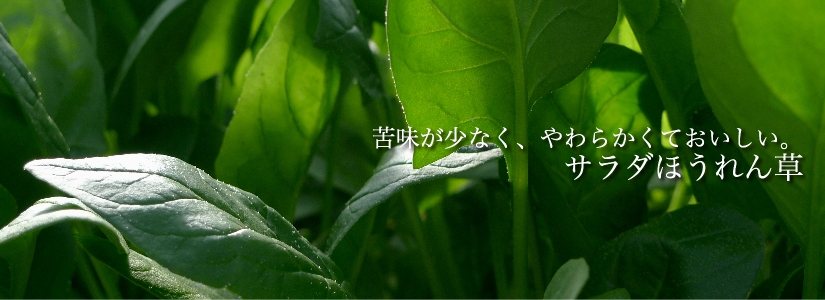 サラダほうれん草 苦味が少なく、やわらかくておいしい。