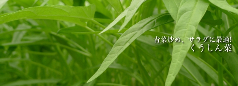 くうしん菜 青菜炒め、サラダに最適!