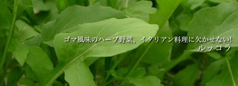ルッコラ ゴマ風味のハーブ野菜、イタリアン料理に欠かせない!