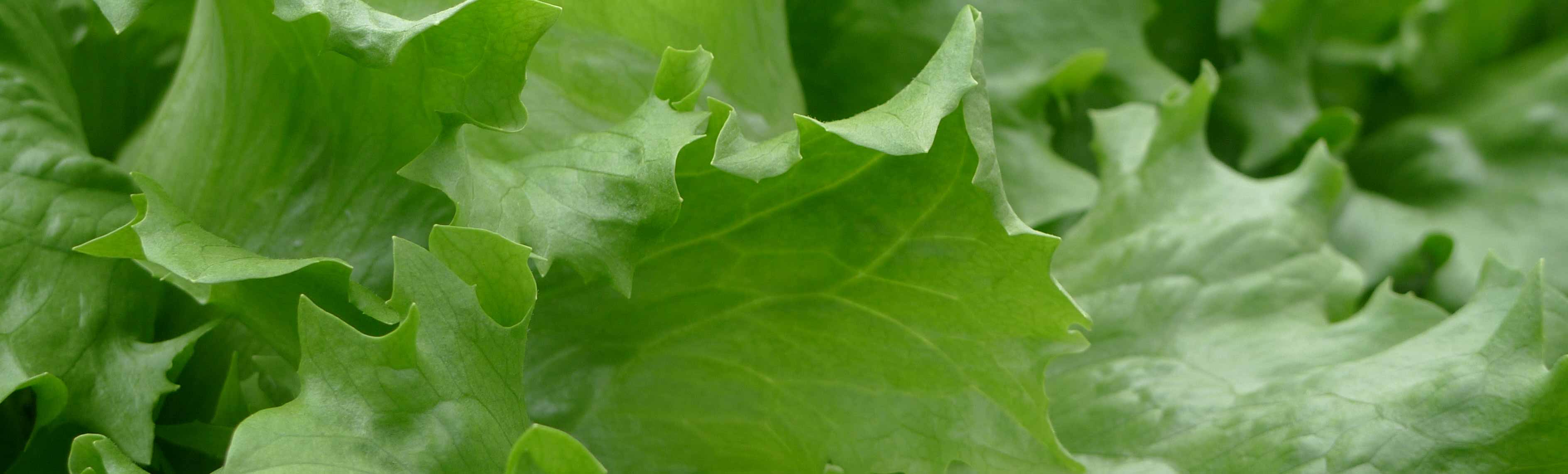 様々な野菜を栽培できます