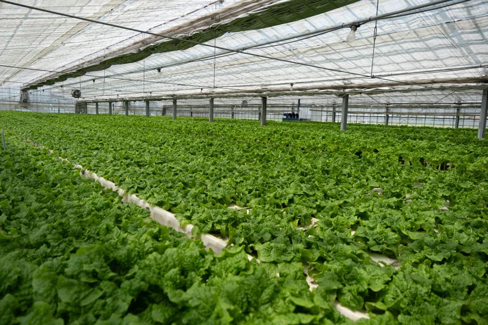 収穫後の葉物野菜を選別するスタッフ