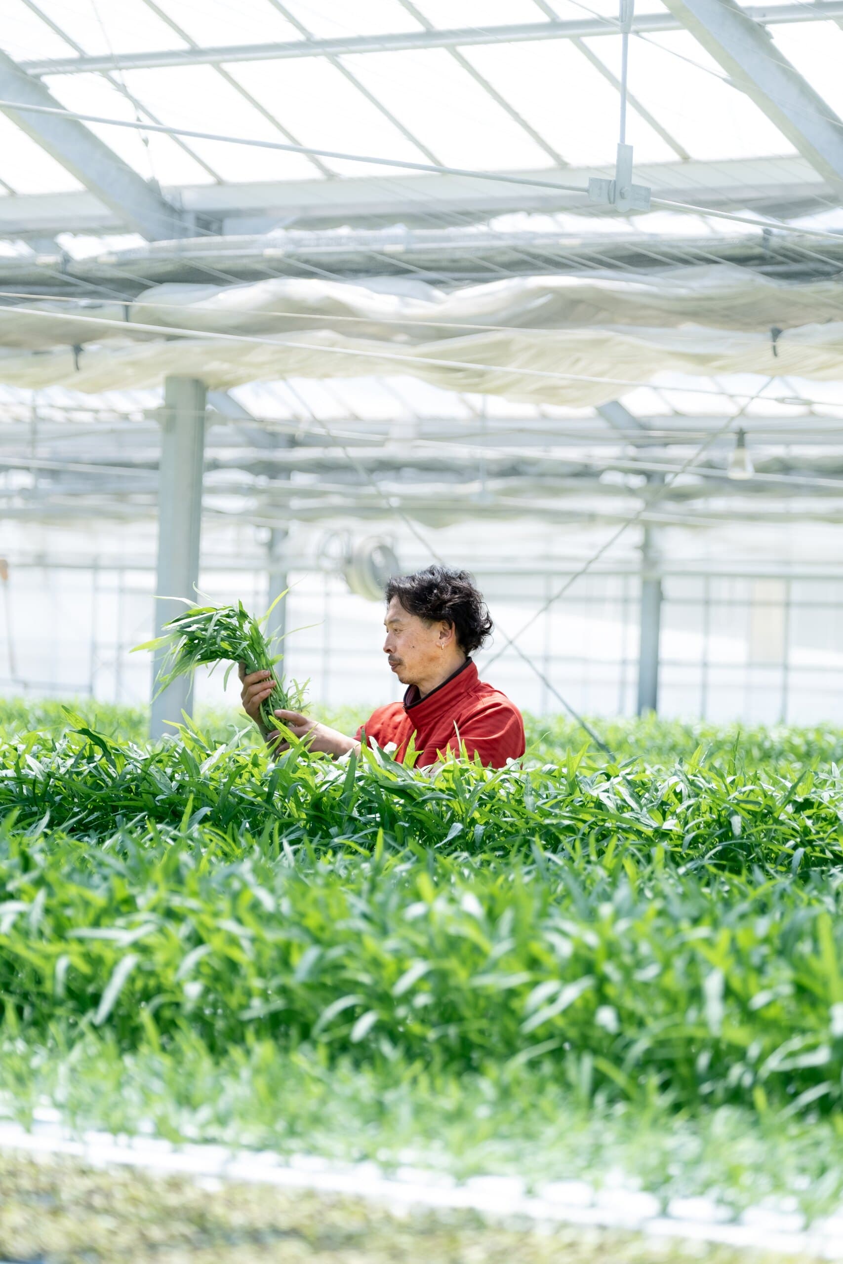 水耕栽培ハウスで野菜を確認する生産者